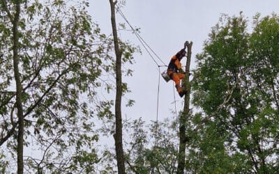Programme d’entretien de la ripisylve du Grand Morin et ses affluents 2023