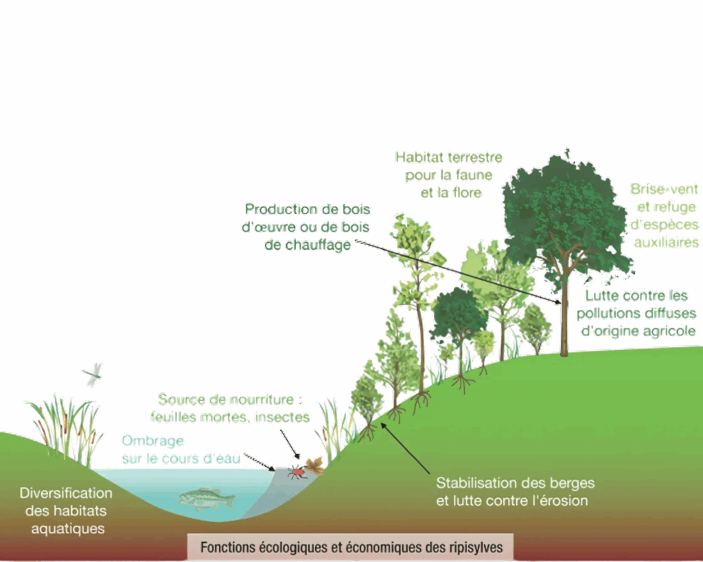 Fonctions régulatrices écologiques économiques ripisylve 