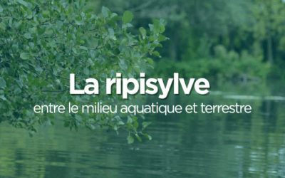 La ripisylve est une zone tampon et forme une transition entre le milieu aquatique et le milieu terrestre.