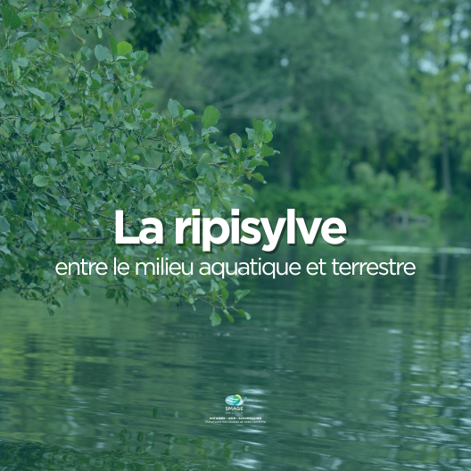 La ripisylve est une zone tampon et forme une transition entre le milieu aquatique et le milieu terrestre.